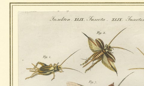 Antique Crickets & Mole Cricket Engraving, Bertuch, 1807, close-up 4