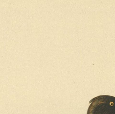 Antique Bird Print of a Ferruginous Duck by Von Wright '1927', close-up 1