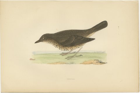 Thrush and Earthworm, Song Thrush Antique Bird Print, Morris, 1896, view 2
