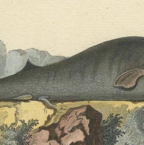 Leviathan of the Depths: The Sperm Whale in 18th Century Scientific Art, 1775, close-up 4