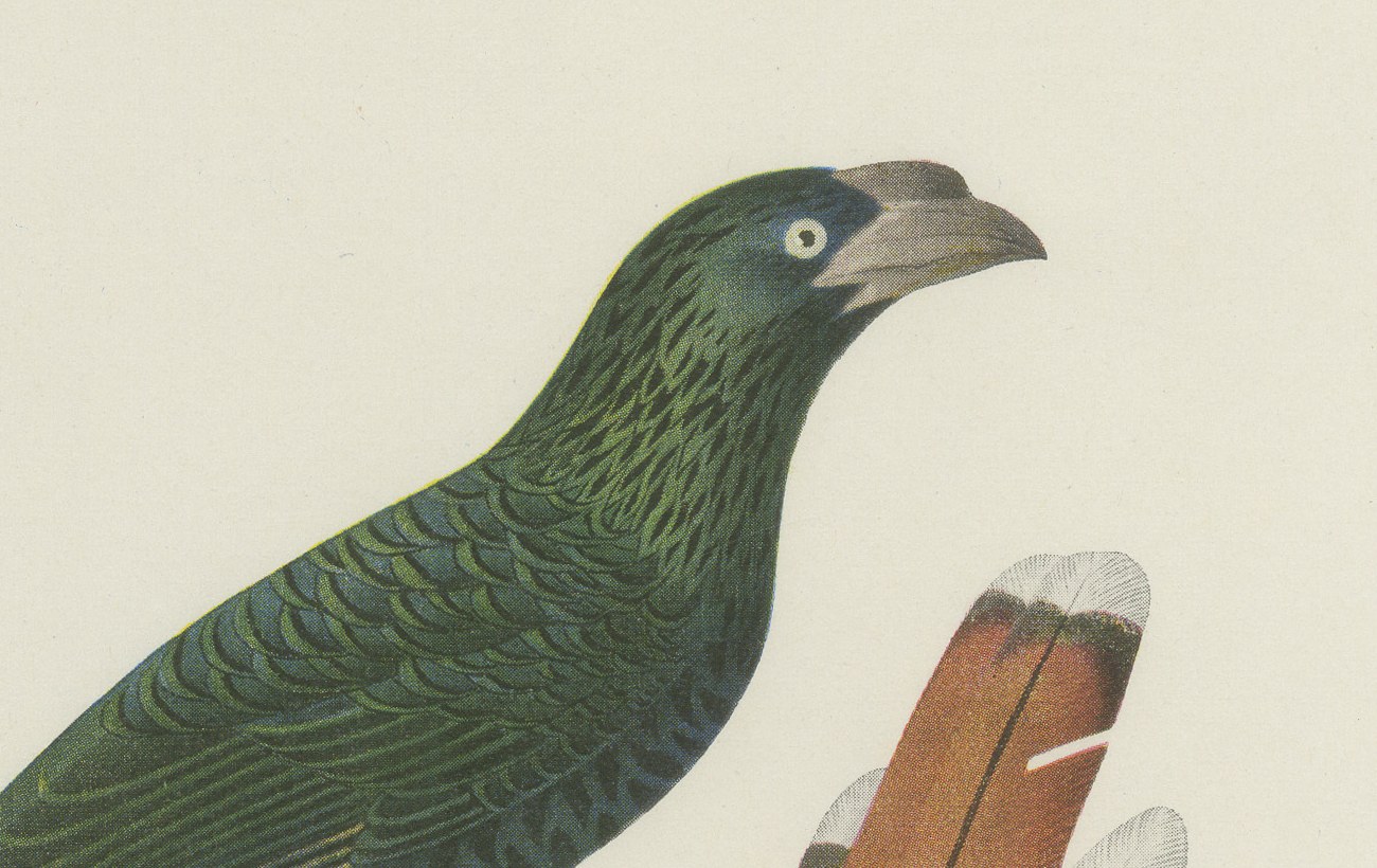 Long-Tailed Cuckoos, Brazilian Bird Print, Descourtilz, 1944, view 3