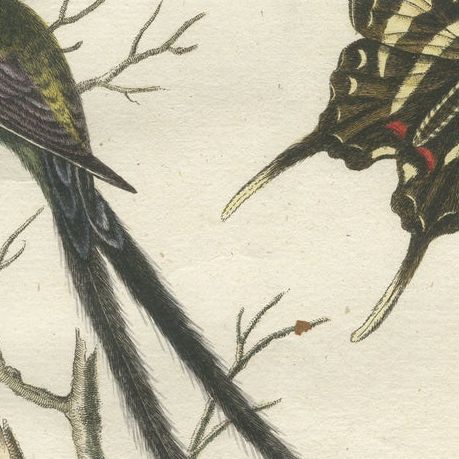 Long-Tailed Black-Headed Hummingbird and Butterfly Engraving by Seligmann, 1770, close-up 6