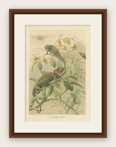 Chameleons in Tropical Foliage, Antique Reptile Natural History Print, 1895, shown framed