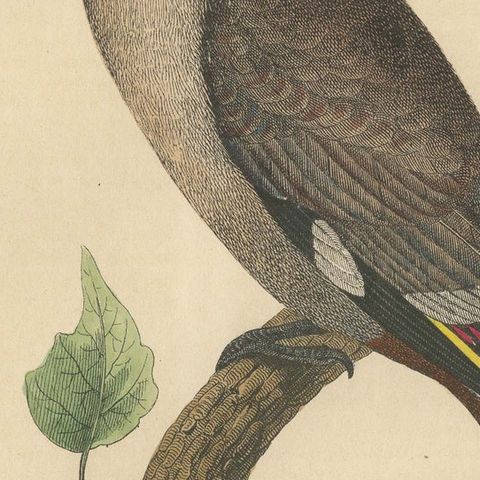 1846 Waxwing - Rare Hand-Colored Lithograph from Hoffmann's Book of the World, close-up 6