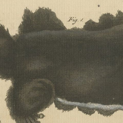 Antique Print of Didelphis species 'Opossum', Flying Squirrel and More, close-up 4