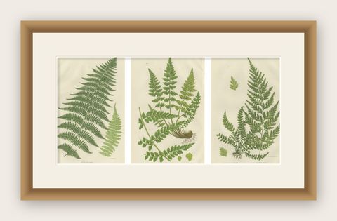 Lanceolate, Black Spleenwort & Wall Rue, Botanical Triptych, 1873, shown framed