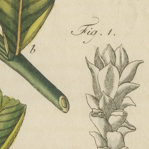 Zedoary and Grains of Paradise Spice Plants, Antique Bertuch Print, circa 1805, close-up 6