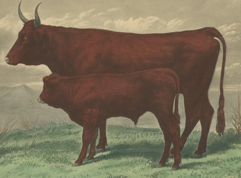 Salers Cow and Calf, Antique Cattle Print after Rosa Bonheur, 1873, view 3
