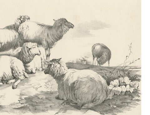 No. 22 Antique Print of Sheep by Cooper, 1839, view 4