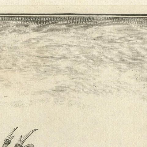 Antique Print of a Deer Species by Fritzsch, c.1780, close-up 1