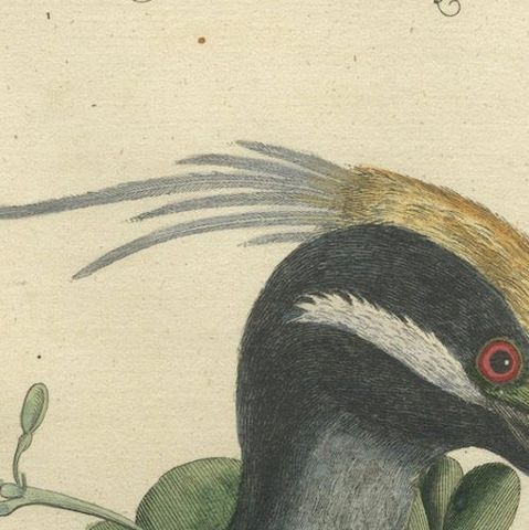Hand-Colored Engraving of the American Crested Bittern by Seligmann, ca.1770, close-up 4