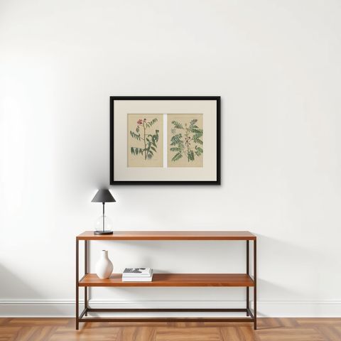 Set - Cassia Barbadensis & Marilandica, Botanical Prints by John Martyn c.1728, shown framed on a wall