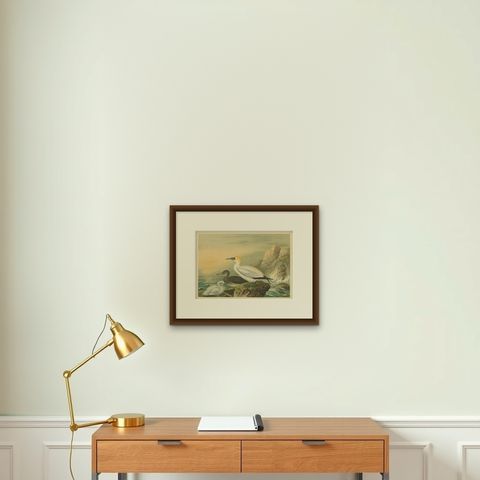 Antique Bird Print of Northern Gannets on Cliffside at Sunset, 19th Century, shown framed on a wall