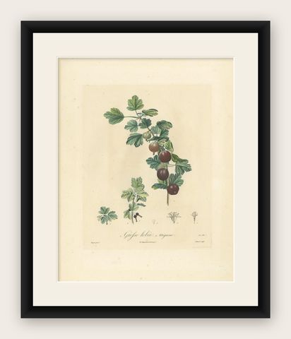 Antique Print of Gooseberry by Du Monceau, circa 1820, shown framed