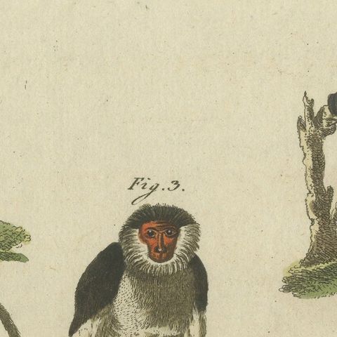 Original Antique Print of a Macaque and other Monkeys, close-up 1