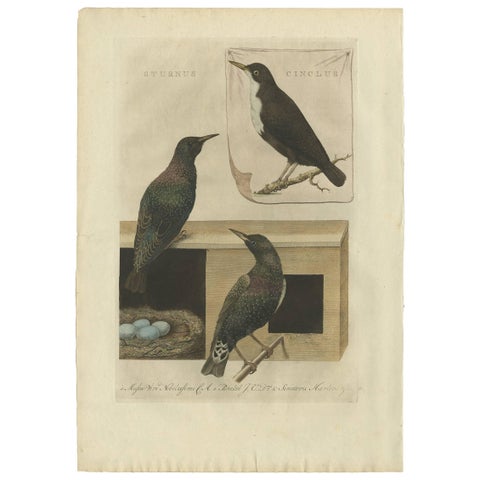 Antique Bird Print, Starling & White-throated Dipper by Nozeman & Sepp, 1770