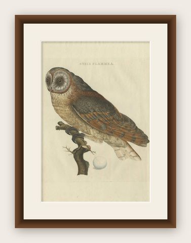 Strix Flammea, Antique Barn Owl Print by Nozeman & Sepp, 1829, shown framed