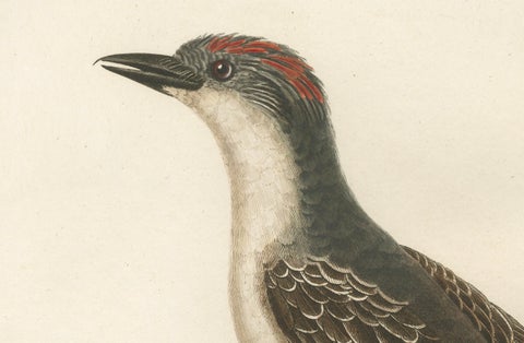 1807 Gray Kingbird Print - 'Le Tyran Gris' Antique Ornithological Illustration, close-up 1
