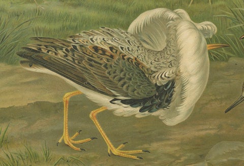Ruffs and Reeves in Breeding Plumage, Ornithological Lithograph c.1895, close-up 3