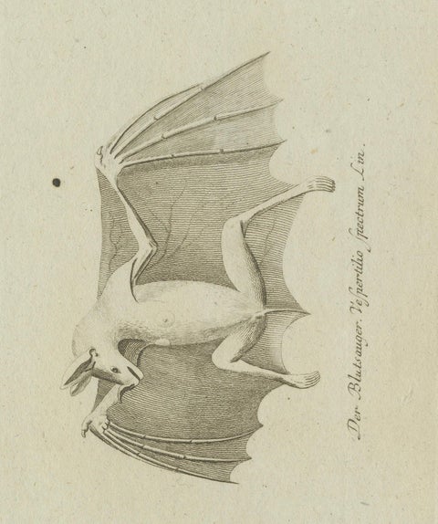 Antique Ornithological & Zoological Engraving, Bird and Bat Species, c.1800, close-up 4