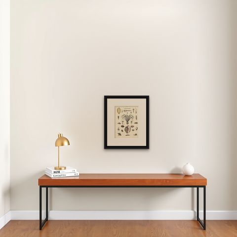 Molluscs & Marine Invertebrates Print: Octopus, Slug, Snails, Conch, 1867, shown framed on a wall