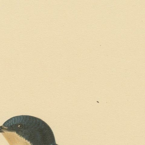 Aerial Grace: The Barn Swallow Bird Print by Magnus von Wright, 1927, close-up 3