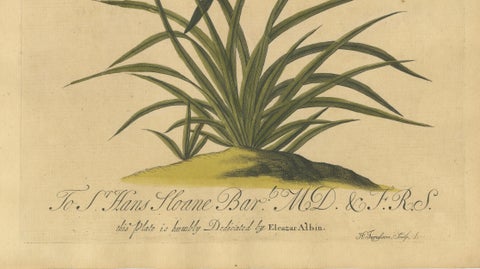 Butterflies on Grasses with Caterpillar, Albin Hand-Colored Engraving, 1720, close-up 3