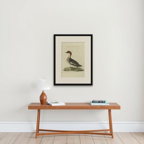 Antique Hand-Coloured Print of Female Merganser, Mergus Minutus, 1770s, shown framed on a wall