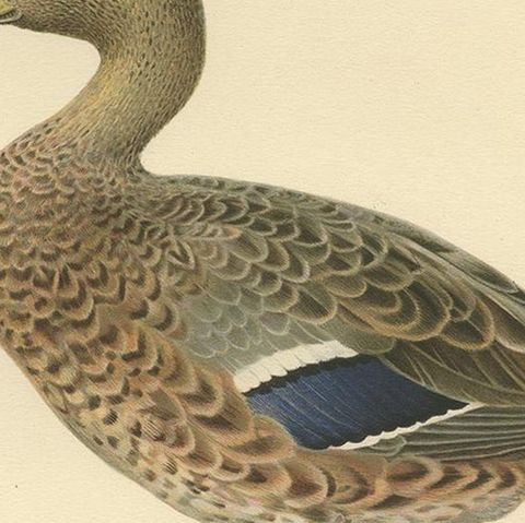 Antique Bird Print of a Female Domestic Duck by Von Wright, '1929', close-up 2