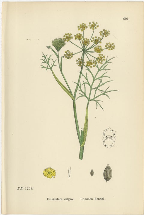 Antique English Botanical Prints, British Wildflowers & Herbs for Interiors, view 3