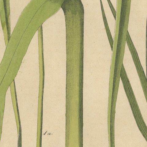 Antique Onion and Leek Botanical Print, Kitchen Garden Study, 1852, close-up 6