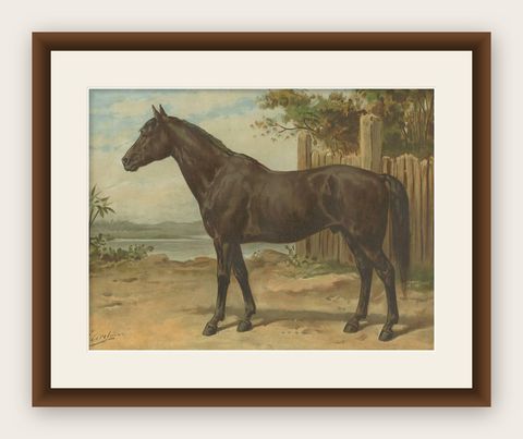 Original Antique Print of the Australian Horse by O. Eerelman, 1898, shown framed