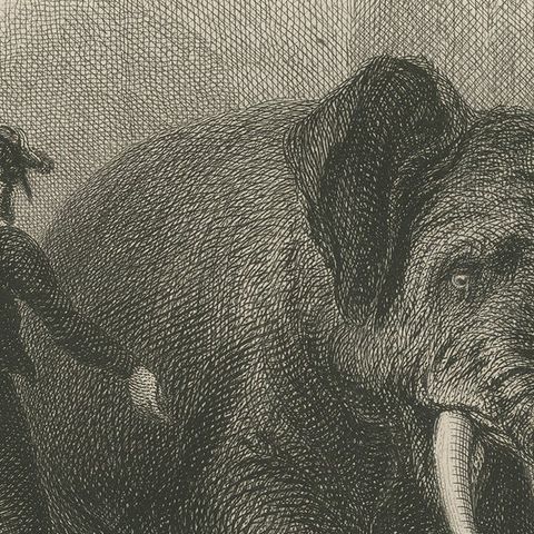 Antique Animal Print of an Asian Elephant, close-up 2