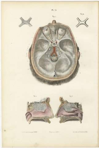 The Olfactory Nerves and Optic Chiasm, Antique Hirschfeld Anatomy Print, 1866, view 2