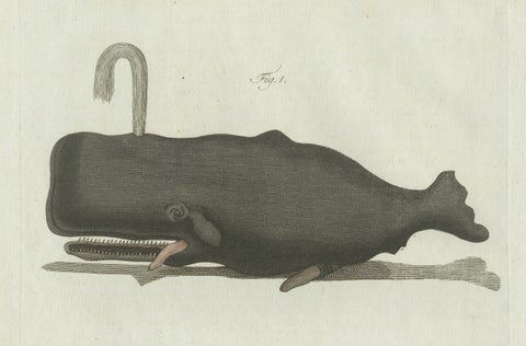 Original Antique Print of Two Sperm Whales by Bertuch, c. 1800, close-up 3
