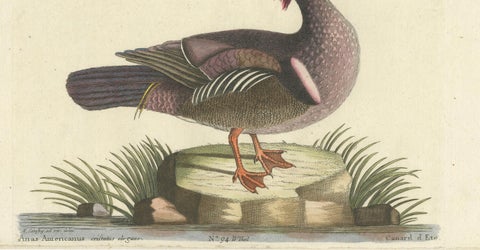 Wood Duck, Die Sommerente / Canard d’Été, after Mark Catesby, Seligmann, c.1770, close-up 1