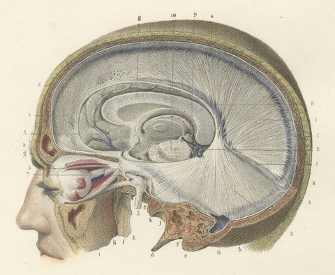 Median Sagittal Sections of the Head, Antique Hirschfeld Anatomy Print, 1866, view 3