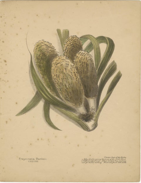 New Zealand Native Berry Plants, Set of Three Hand-Colored Lithographs, 1890, view 2