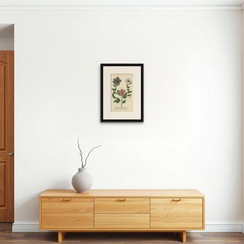 Antique Botanical Engraving of Tree Mallow Flowers, Weinmann, 1737, shown framed on a wall