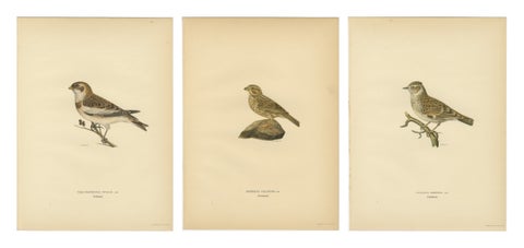 1929 Scandinavian Bird Prints Trio, Nordic Natural History, Designer Wall Art, view 2