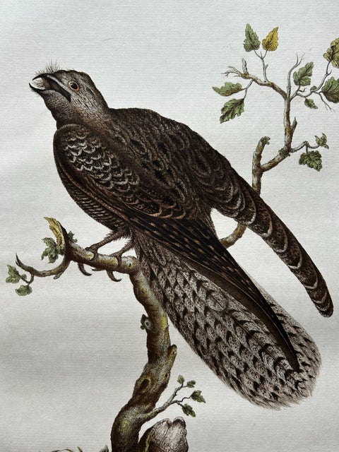Antique Bird Print, Common Nightjar Caprimulgus by Nozeman & Sepp, 1770, view 5