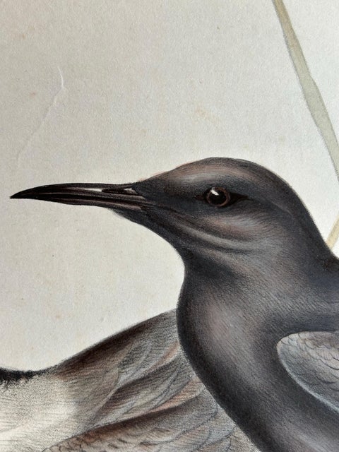 Black Tern, Antique Bird Lithograph by John Gould, c.1832, view 3