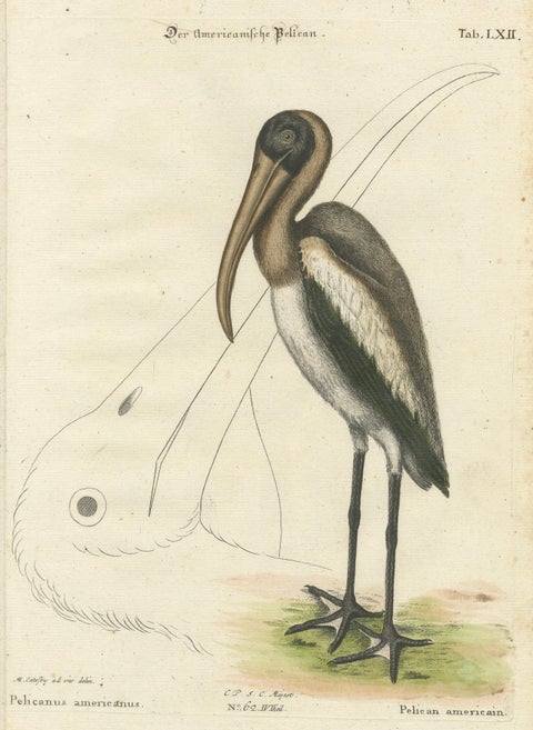 Antique Hand-Colored Engraving of the American Pelican, 19th Century, close-up 1
