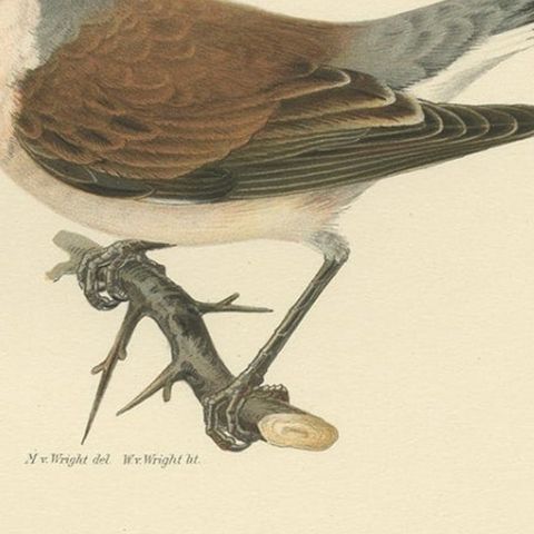 Antique Bird Print of the Male Red-Backed Shrike by Von Wright, 1927, close-up 2