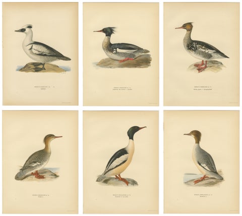 Antique Merganser Duck Lithographs Set of 6, Scandinavian Birds Sweden 1929, view 2