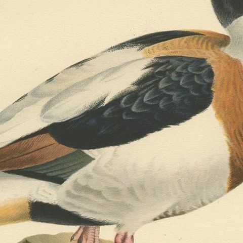 Antique Bird Print of the Common Shelduck by Von Wright '1929', close-up 2