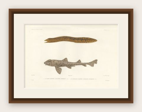 Vintage Sea Life Print, Moray Eel and Panther Shark from French Voyage, shown framed