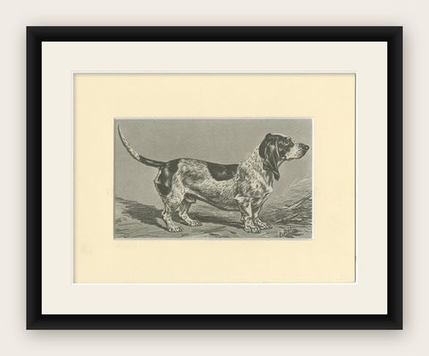 Blue Basset of Gascogne, Antique Dog Illustration, 1915, shown framed