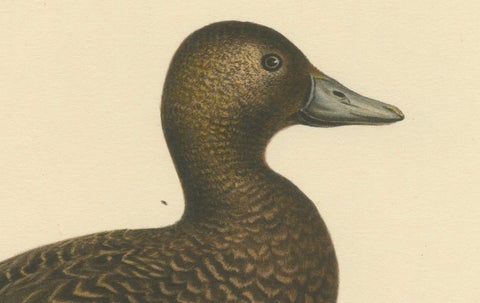 Quiet Sentinel: Original Vintage Bird Print of The Female Steller's Eider, 1929, close-up 1