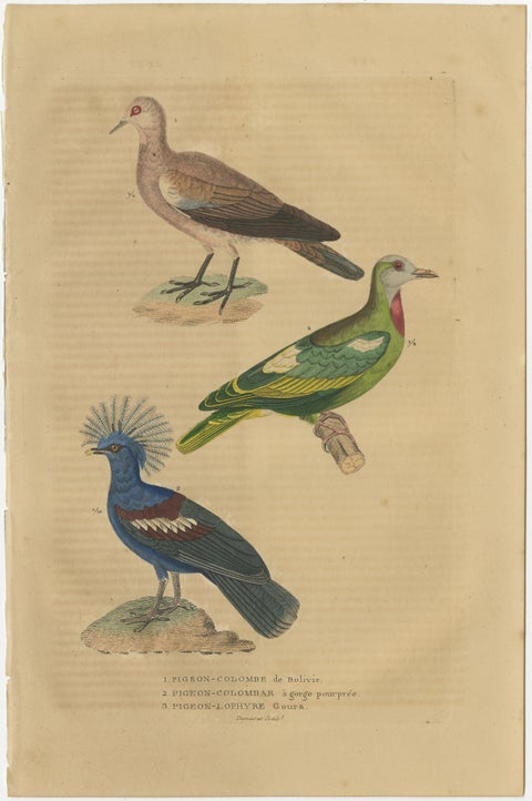Handcolored Print of a Ground Dove, African Green Pigeon & Crowned Pigeon, 1845, view 2